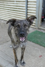 CANTABILE, Hund, Mischlingshund in Rumänien - Bild 15