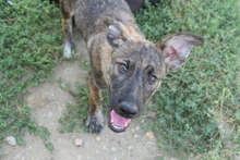 CANTABILE, Hund, Mischlingshund in Rumänien - Bild 2