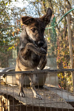 CANTABILE, Hund, Mischlingshund in Rumänien - Bild 4