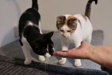 EDITH, Katze, Europäisch Kurzhaar in Adlkofen - Bild 6