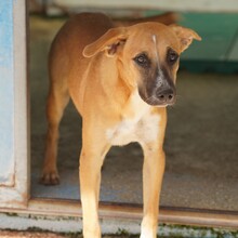 REX, Hund, Mischlingshund in Weilburg - Bild 17