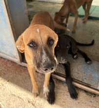 REX, Hund, Mischlingshund in Weilburg - Bild 18