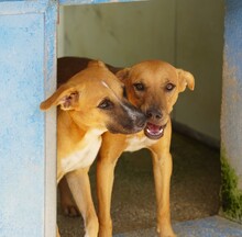 REX, Hund, Mischlingshund in Weilburg - Bild 20