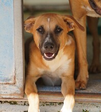 REX, Hund, Mischlingshund in Weilburg - Bild 22