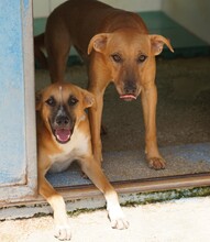 REX, Hund, Mischlingshund in Weilburg - Bild 24