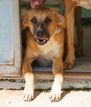 REX, Hund, Mischlingshund in Weilburg - Bild 27