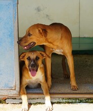 REX, Hund, Mischlingshund in Weilburg - Bild 34