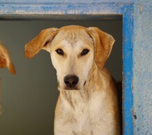 BAMBU, Hund, Mischlingshund in Italien - Bild 1