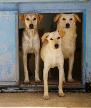 BAMBU, Hund, Mischlingshund in Italien - Bild 10