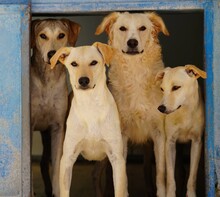 BAMBU, Hund, Mischlingshund in Italien - Bild 11