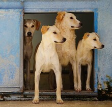 BAMBU, Hund, Mischlingshund in Italien - Bild 12