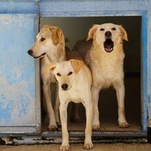 BAMBU, Hund, Mischlingshund in Italien - Bild 13