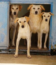 BAMBU, Hund, Mischlingshund in Italien - Bild 15