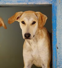 BAMBU, Hund, Mischlingshund in Italien - Bild 16