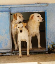 BAMBU, Hund, Mischlingshund in Italien - Bild 17