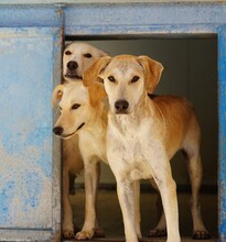 BAMBU, Hund, Mischlingshund in Italien - Bild 4