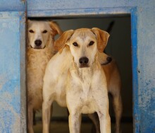 BAMBU, Hund, Mischlingshund in Italien - Bild 6