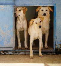 BAMBU, Hund, Mischlingshund in Italien - Bild 8