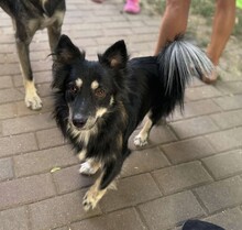 TAZ, Hund, Spitz-Mix in Rumänien - Bild 1