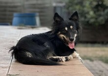 TAZ, Hund, Spitz-Mix in Rumänien - Bild 2