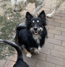 TAZ, Hund, Spitz-Mix in Rumänien - Bild 3