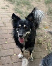 TAZ, Hund, Spitz-Mix in Rumänien - Bild 4