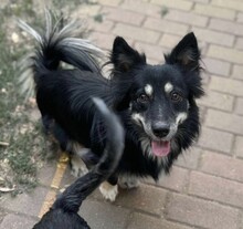 TAZ, Hund, Spitz-Mix in Rumänien - Bild 5