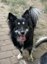 TAZ, Hund, Spitz-Mix in Rumänien - Bild 6