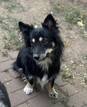 TAZ, Hund, Spitz-Mix in Rumänien - Bild 7