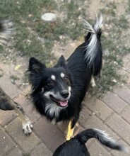 TAZ, Hund, Spitz-Mix in Rumänien - Bild 8