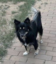 TAZ, Hund, Spitz-Mix in Rumänien - Bild 9