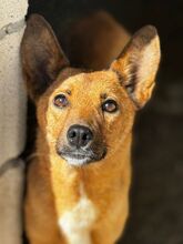 MILE, Hund, Podenco in Spanien - Bild 1