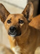 MILE, Hund, Podenco in Spanien - Bild 2