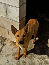 MILE, Hund, Podenco in Spanien - Bild 3