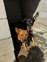 MILE, Hund, Podenco in Spanien - Bild 4