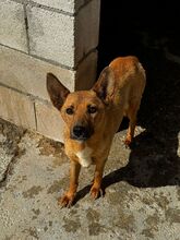 MILE, Hund, Podenco in Spanien - Bild 5