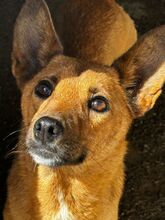 MILE, Hund, Podenco in Spanien - Bild 7