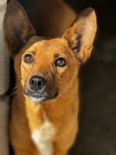 MILE, Hund, Podenco in Spanien - Bild 8