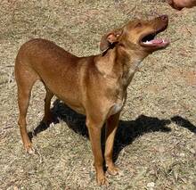 CHIP, Hund, Podenco-Mix in Spanien - Bild 2