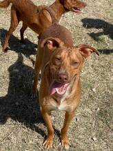 CHIP, Hund, Podenco-Mix in Spanien - Bild 3