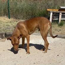 CHIP, Hund, Podenco-Mix in Spanien - Bild 4