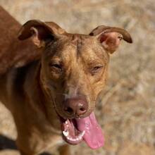 CHIP, Hund, Podenco-Mix in Spanien - Bild 5