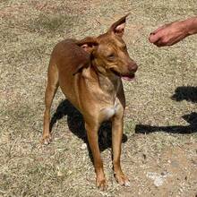 CHIP, Hund, Podenco-Mix in Spanien - Bild 6