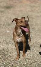 CHIP, Hund, Podenco-Mix in Spanien - Bild 7