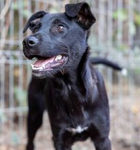 CRESCENDO, Hund, Mischlingshund in Rumänien - Bild 1