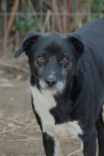 NEGRY, Hund, Mischlingshund in Rumänien - Bild 8