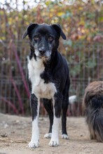 NEGRY, Hund, Mischlingshund in Rumänien - Bild 9