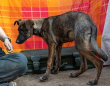 CABALETTA, Hund, Mischlingshund in Rumänien - Bild 2