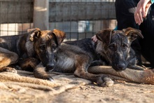 CABALETTA, Hund, Mischlingshund in Rumänien - Bild 4