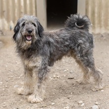 NIKOLAS, Hund, Mischlingshund in Rumänien - Bild 2